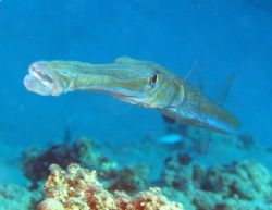 Getting close to the trumpet fish is diffucult, however t... by Nikki Van Veelen 